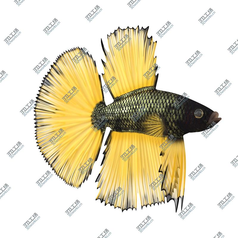 images/goods_img/202104091/Coral Fishs Collection/3.jpg